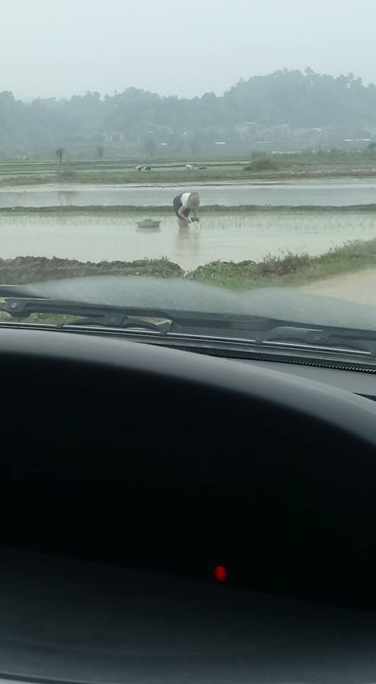 Mẹ bầu bụng to vượt mặt vẫn đi cấy ngoài ruộng khiến ai nhìn cũng thương